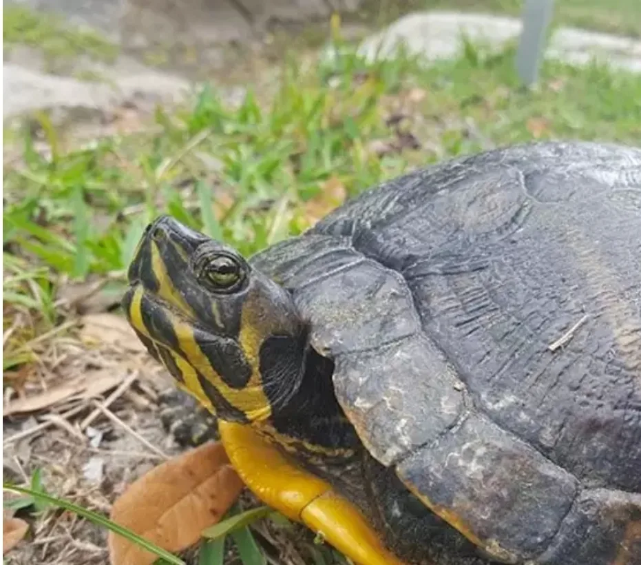 FWC Launches Online Reporting Tool to Help Combat Deadly Turtle