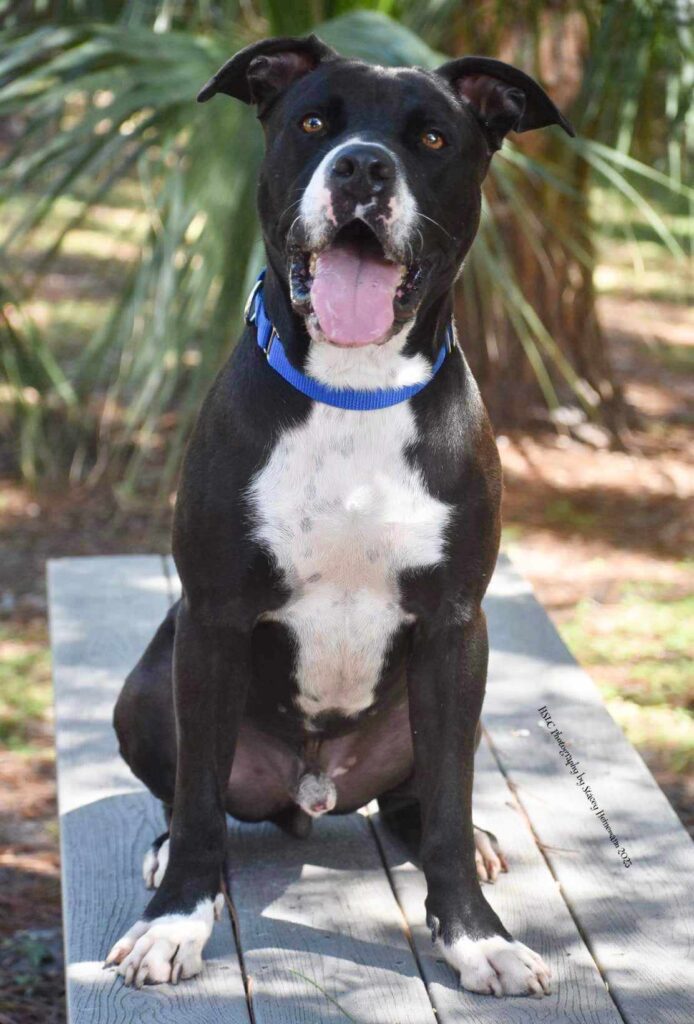 Robbie is everything you could want in a dog, shelter says