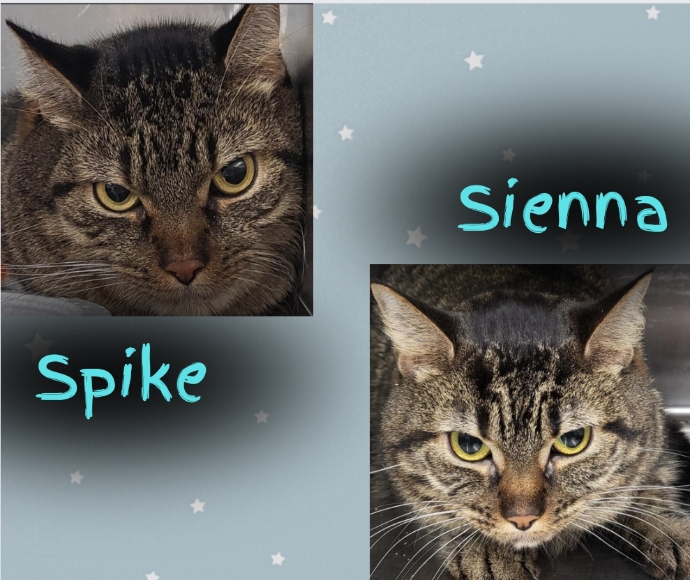Spike and Sienna are looking for a new place to call home