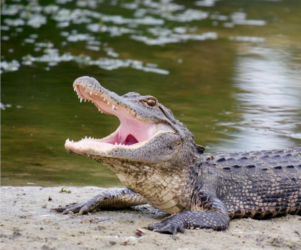 Applications for alligator harvest permits open today, including new Alligator Super Hunt