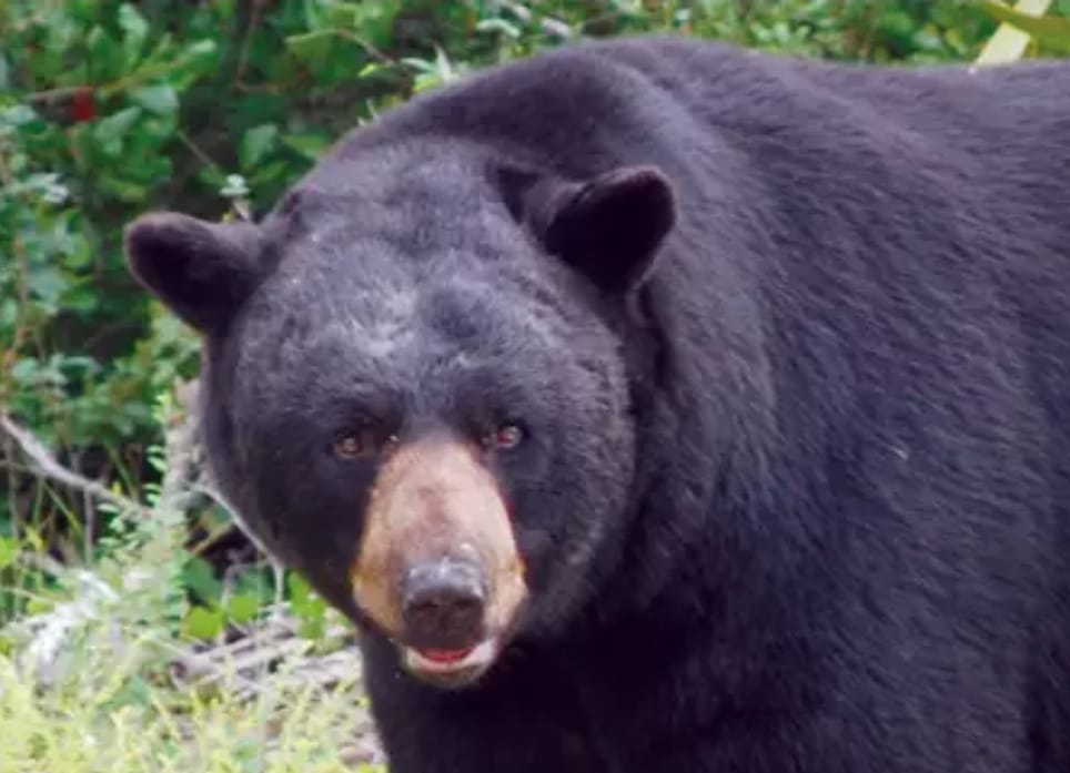 FWC to host series of virtual public meetings on bear hunting proposals