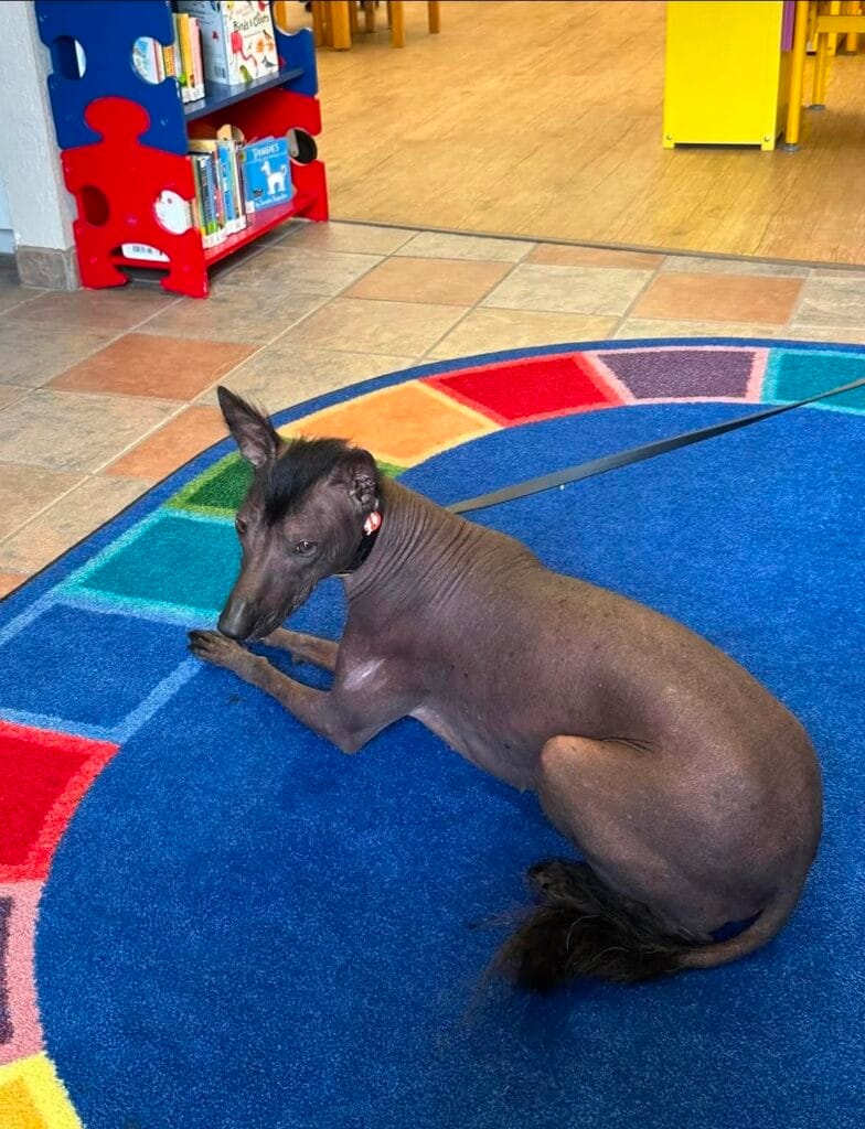 Police therapy dog Nora brings storytime to Tavares library