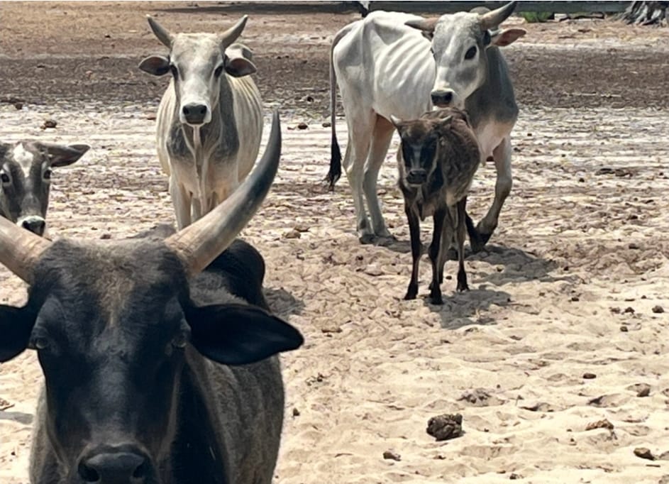 Emaciated cows surrendered to deputies Monday near Tavares