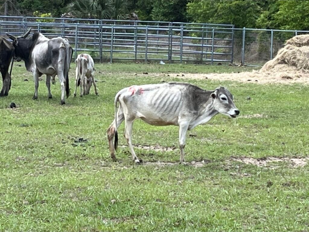 Tavares woman facing 31 animal cruelty charges after emaciated cattle investigation