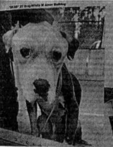 Man accused of abandoning starving dog at Lake County Animal Shelter
